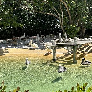 Jun. 2023- American white pelicans and Brown pelicans