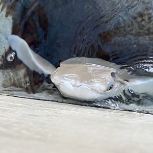 Jun. 2023- Juvenile Cownose ray