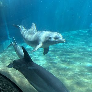 Jun. 2023- Common bottlenose dolphins