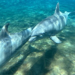 Jun. 2023- Common bottlenose dolphins