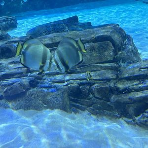 Jun. 2023- Orbicular batfish and Copperband butterflyfish