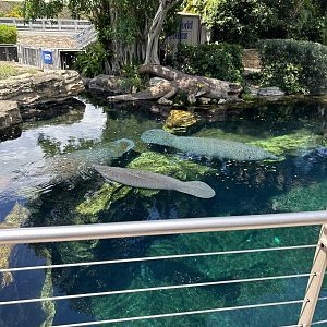 Jun. 2023- Florida manatees