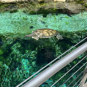 Jun. 2023- Green sea turtle
