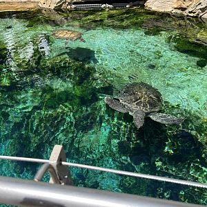 Jun. 2023- Green sea turtles