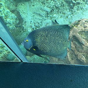 Jun. 2023- French angelfish