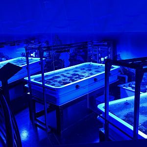 Jun. 2023- Coral lab