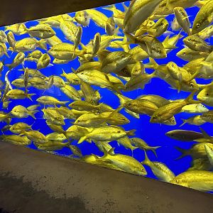 Jun. 2023- Yellowtail snappers