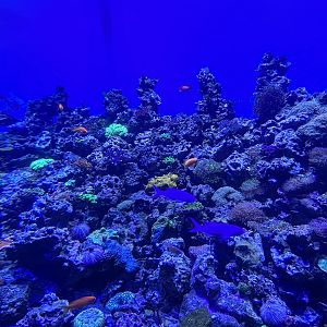 Jun. 2023- Jewel of the Sea reef tank