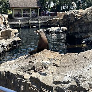 Jun. 2023- California sea lion