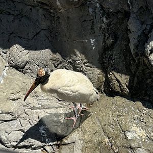 Jun. 2023- Wood stork