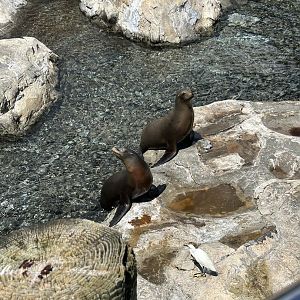 Jun. 2023- California sea lions