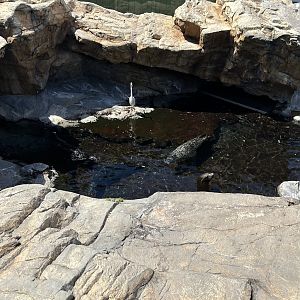 Jun. 2023- Harbor seals and California sea lion