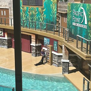 Jun. 2023- California sea lion