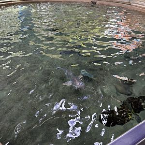 Jun. 2023- Shark lagoon