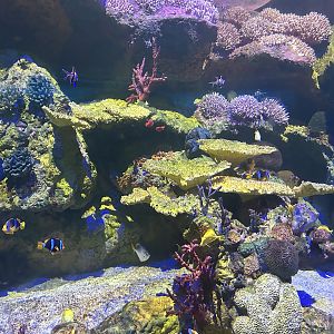 Jun. 2023- Shark Encounter reef tank