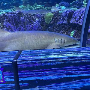 Jun. 2023- Nurse shark