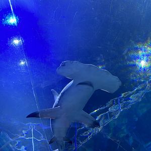 Jun. 2023- Great hammerhead