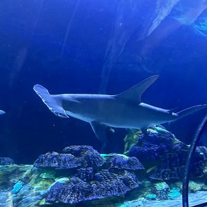 Jun. 2023- Great hammerhead