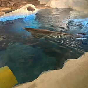 Jun. 2023- Pacific walrus