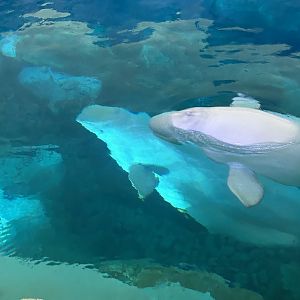 Jun. 2023- Belugas