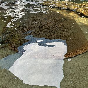 Jun. 2023- Leopard stingray