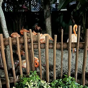 Jun. 2023- American flamingos