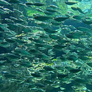 Jun. 2023- Scaled sardines