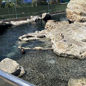 Jun. 2023- California sea lions