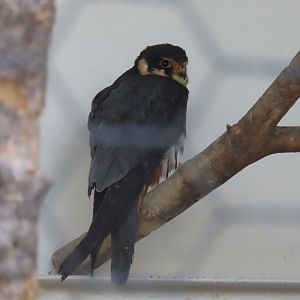 Eurasian hobby