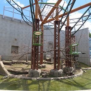 Geoffrey spider monkey/capybara