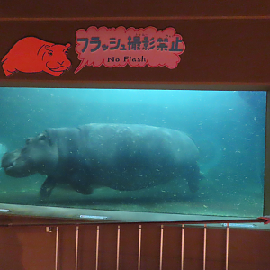 Hippo underwater viewing