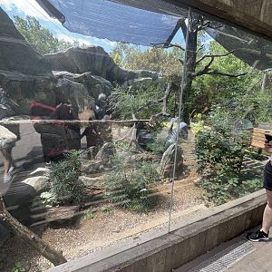 Ocelot Enclosure/Viewing