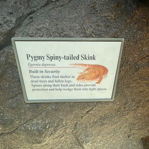 Pygmy Spiny-tailed Skink Signage
