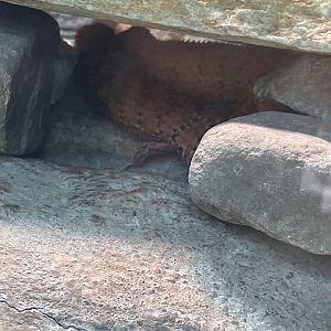 Pygmy Spiny-tailed Skinks
