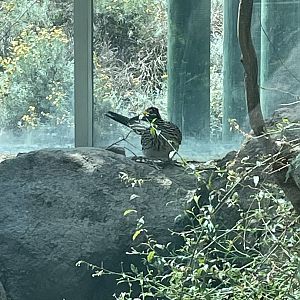 Greater Roadrunner