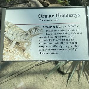 Ornate Uromastyx Signage