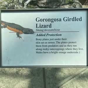 Gorongosa Girdled Lizard Signage