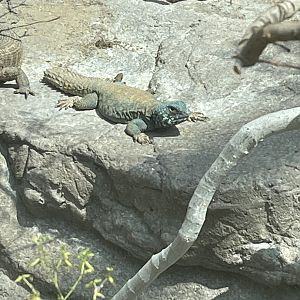 Ornate Uromastyx