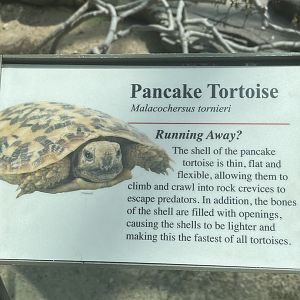 Pancake Tortoise Signage (No Show)