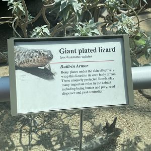 Giant Plated Lizard Signage