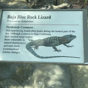 Baja Blue Rock Lizard Signage (No Show)