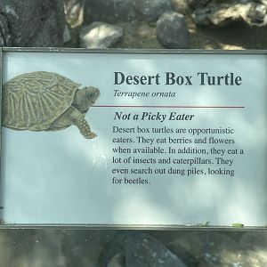 Desert Box Turtle Signage (No Show)