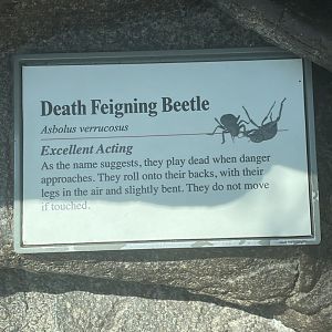 Death Feigning Beetle Sign