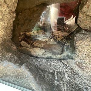 Terrarium For Death Feigning Beetles