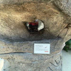 Giant Vinegaroon Terrarium