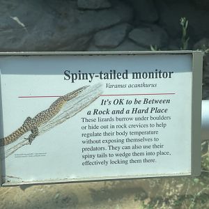 Spiny-Tailed Monitor Signage