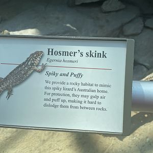 Hosmers Skink Signage (No Show)