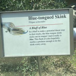 Blue-tongued Skink Signage (No Show)