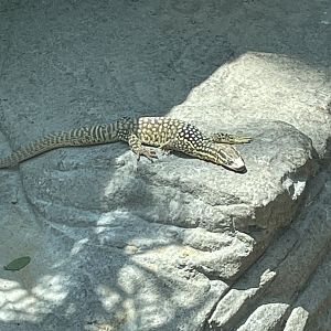 Spiny-tailed Monitor
