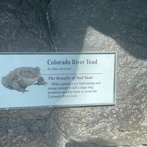 Colorado River Toad Signage (1 of 2 Colorado River Toad Enclosures)